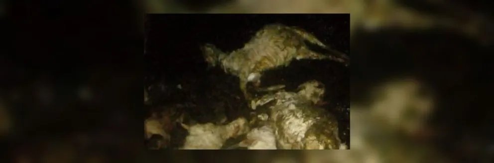 Animales muertos y cosechas perdidas: el granizo causó estragos en el interior salteño