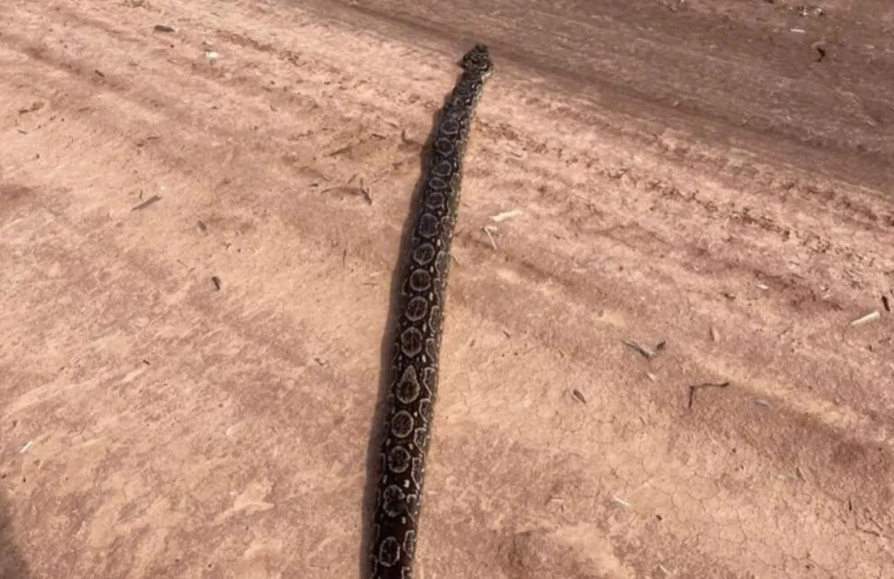 Se pegaron tremendo julepe: a salteños se les apareció una lampalagua en el campo