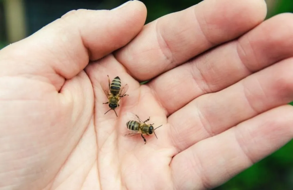 Un salteño sufrió múltiples picaduras de abejas y se desmayó