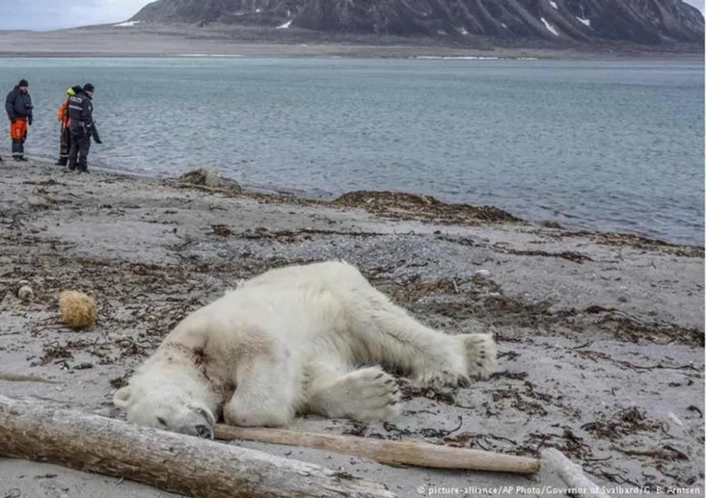 Matan a oso polar por el que habían pagado por ir a ver