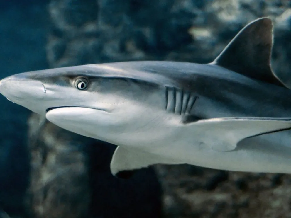 Roban tiburón de un acuario y lo hacen pasar por un bebé