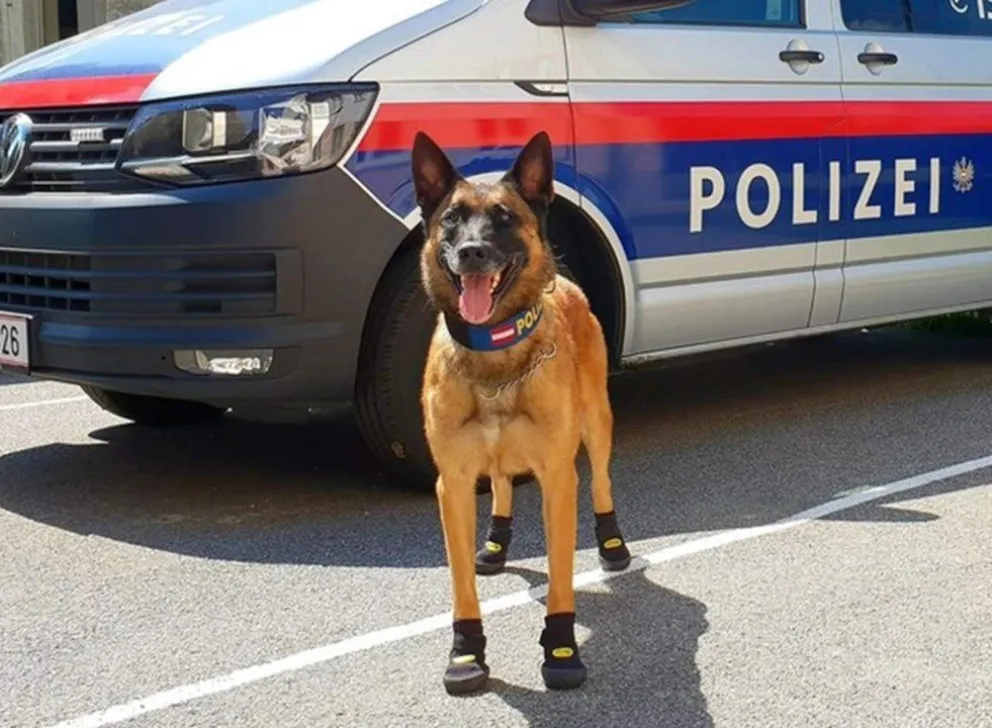 Perros con botas por la ola de calor en Europa