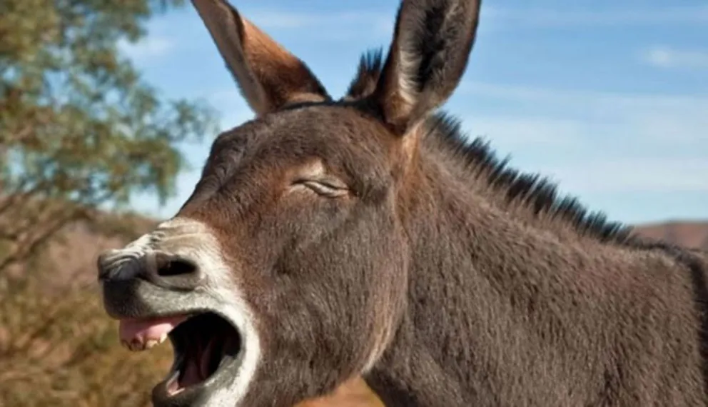 Aberrante: chicos de 9, 12 y 15 años violaron a un burro. Se teme que puedan sufrir alguna infección
