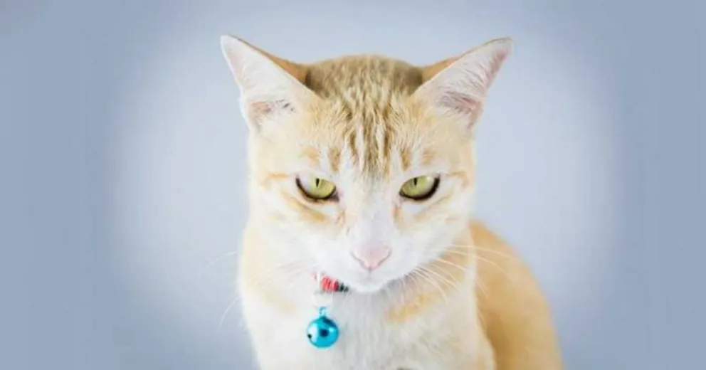Gato "narco" detenido