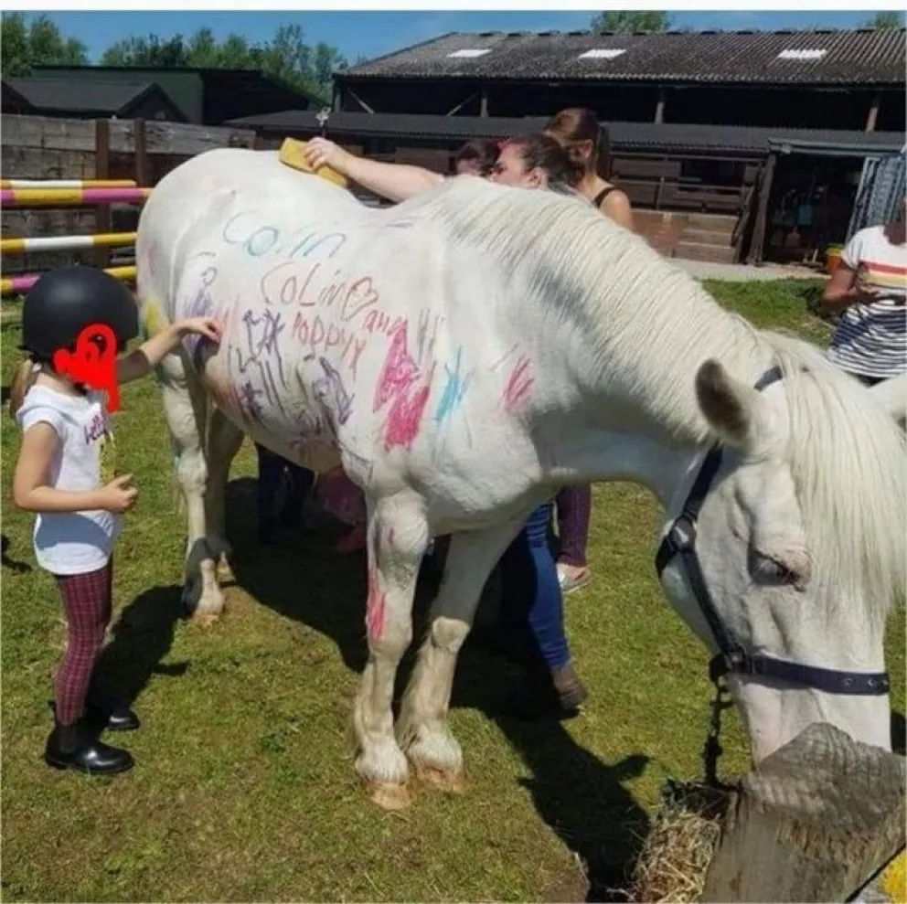 Nueva moda: en los cumpleaños utilizan caballos para pintarlos. Mirá las impactantes fotos