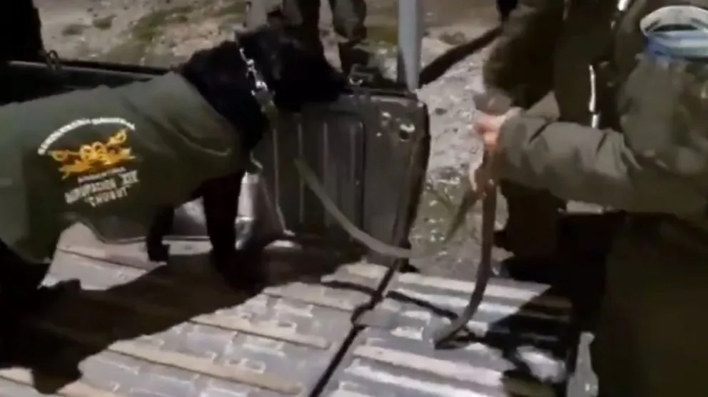 Gracias a Jordi, el perro antinarcóticos, se encontró gran cantidad de marihuana. VIDEO