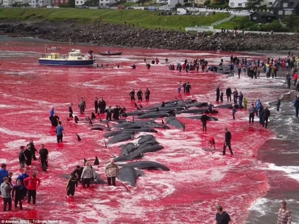Masacre de ballenas: el mar se tiñó de rojo por las 180 ballenas muertas