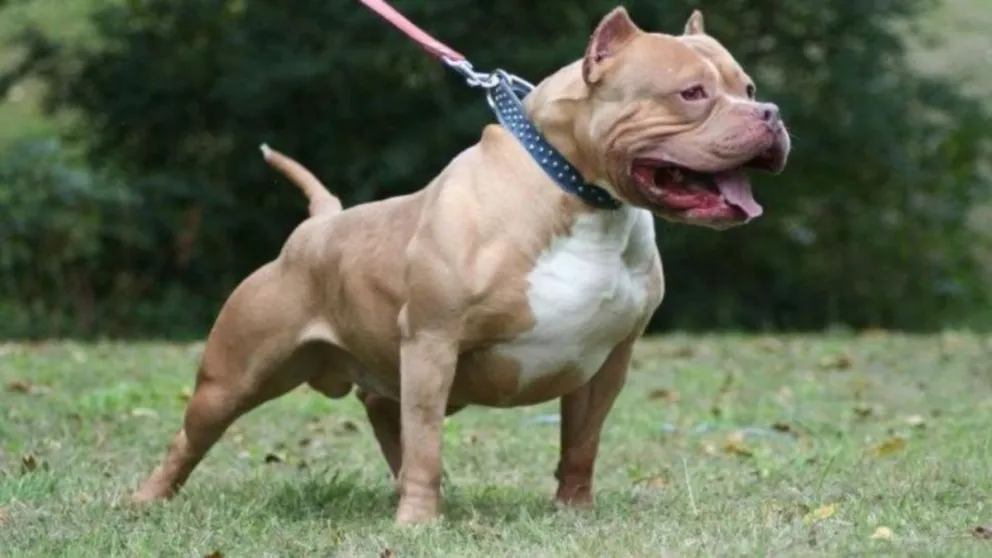 Pitbull mordió a una bebé y le perforó el cráneo
