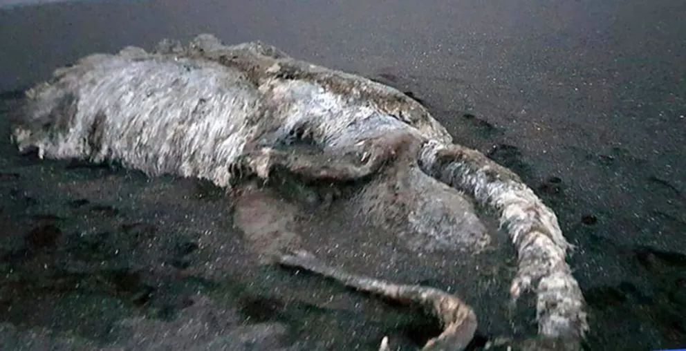 VIDEO: Aparece misteriosa criatura en Rusia. Mirá también las fotos