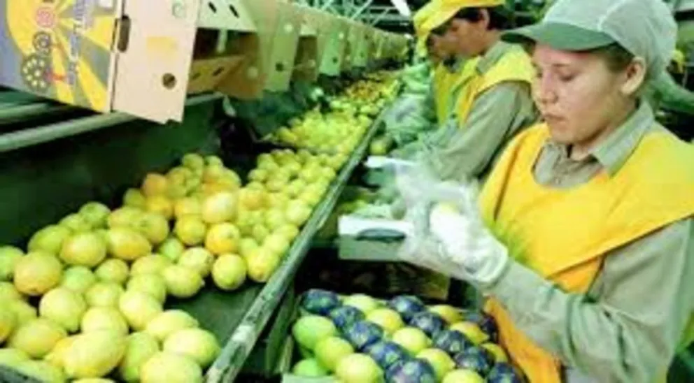 Tucumán vuelve a exportar limones a Japón, después de 15 años