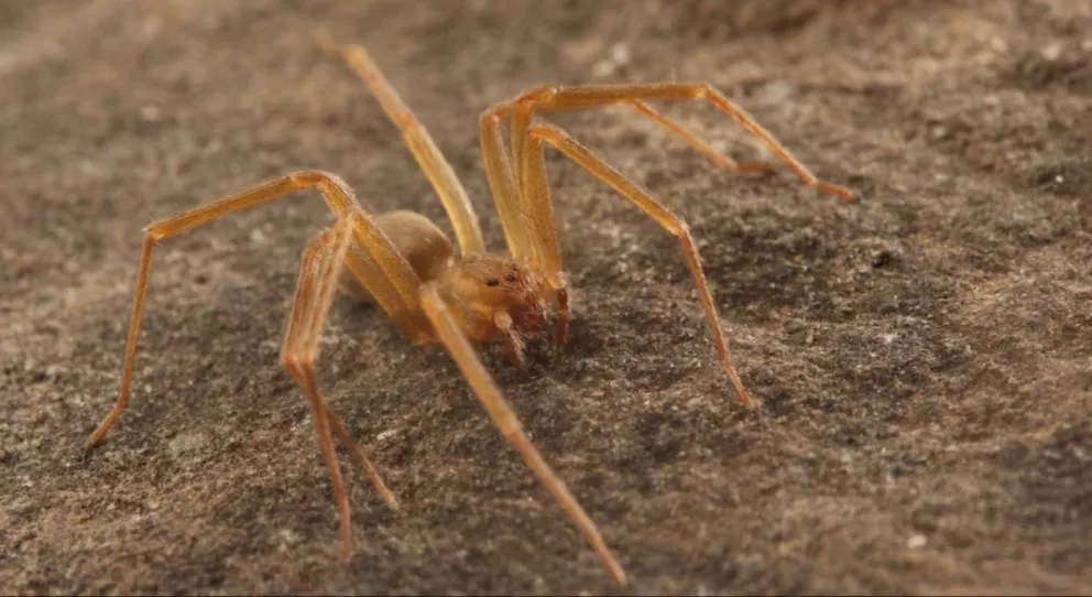 Muere bebé de 10 meses al ser picado por la temida "araña violinista"