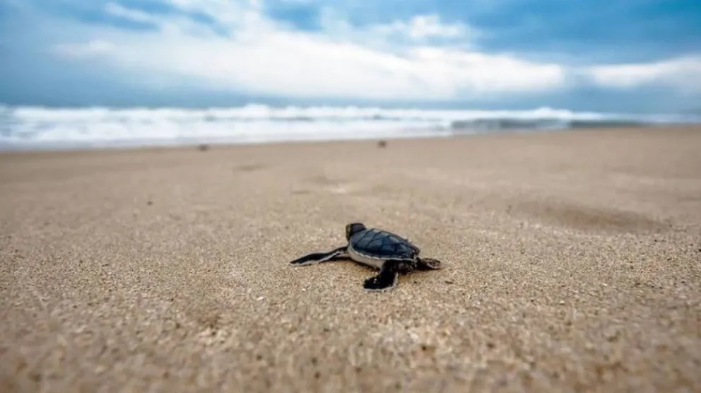 Una mujer fue atendida tras encontrar una tortuga muerta en su vagina