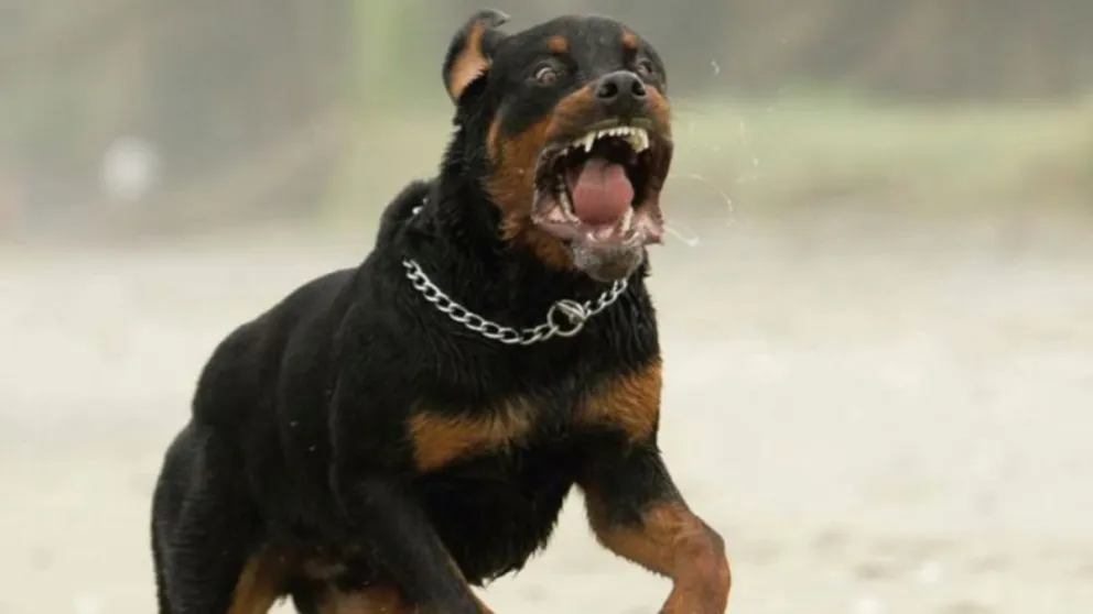 Horror: dos perros mataron a un bebé ante la presencia de los padres