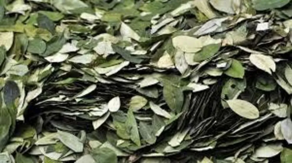 El consumo de la coca en Salta asciende a U$S 600.000