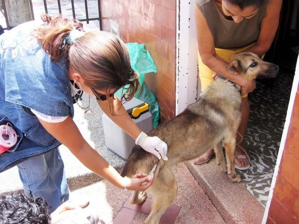 Es gratis: vacunación antirrábica y castración de mascotas a domicilio. Mirá el cronograma