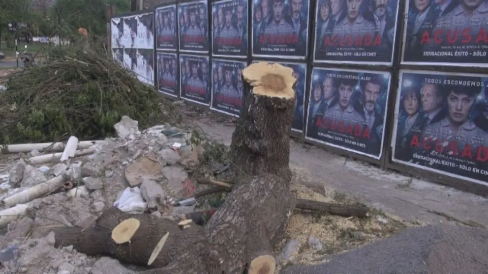 Indignación por árbol histórico arrancado