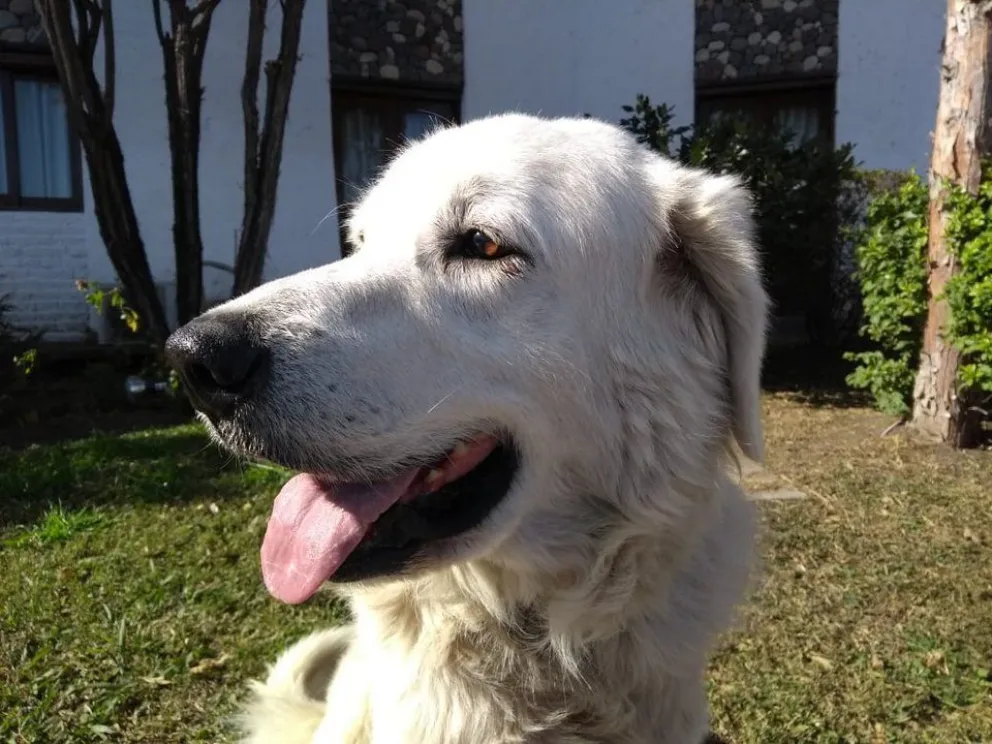 Me llamo Pancho ¿me ayudás a encontrar a mi familia? Por favor compartí y mirá las fotos