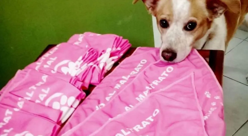 Acá no hay grieta: llegaron los nuevos pañuelos rosas