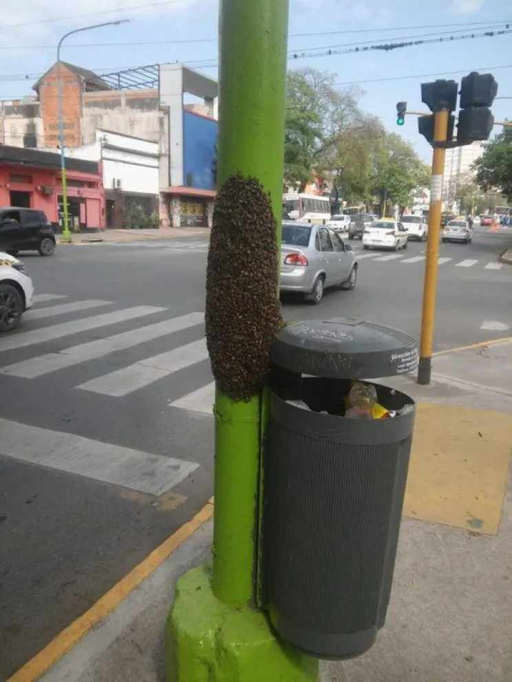 Un enjambre de abejas africanas en las calles de Tucumán