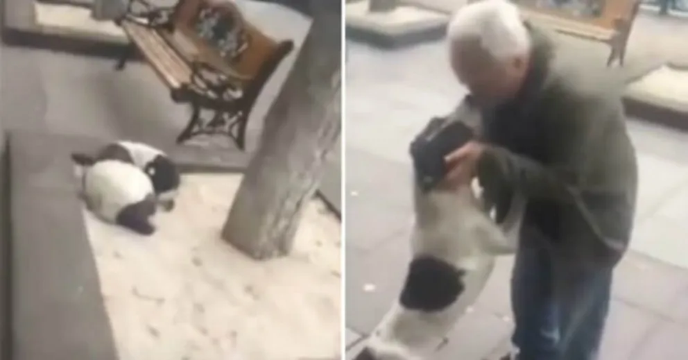 VIDEO: Perro perdido se encuentra con su dueño después de 3 años