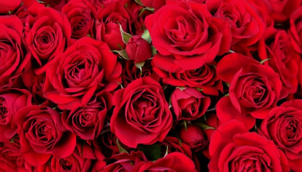 ¿Por qué se celebra el Día de la Madre?