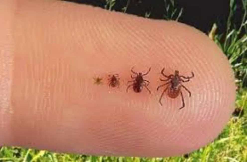 Rickettsiosis: un joven y un bebé fueron picados por garrapatas y se contagiaron la peligrosa enfermedad