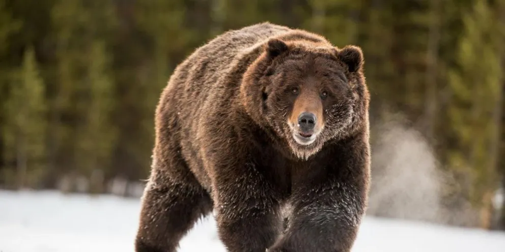 Hombre se enfrenta cara a cara con una osa grizzli enfurecida para proteger a su familia [VIDEO]