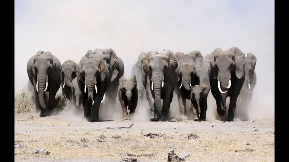 Disparan a un elefante y su manada se lanza contra ellos [VIDEO]
