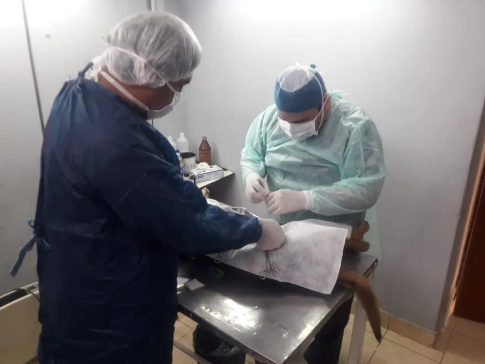 Te contamos cuáles son los  puestos fijos de castración y vacunación antirrábica