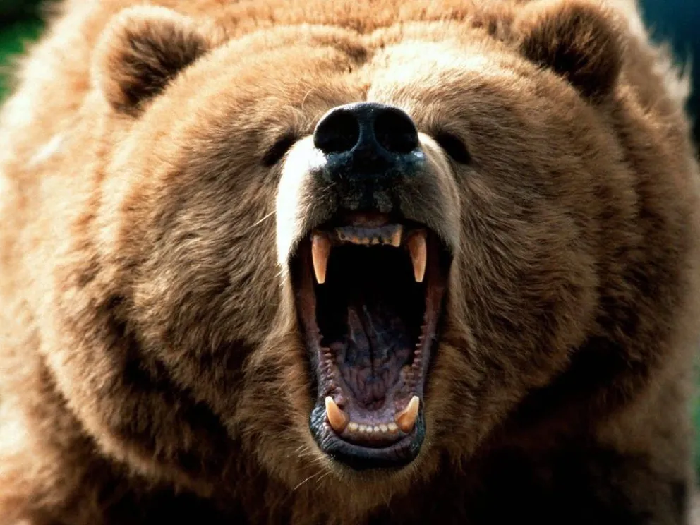 Sobrevive al feroz ataque de un oso al saltar desde un acantilado