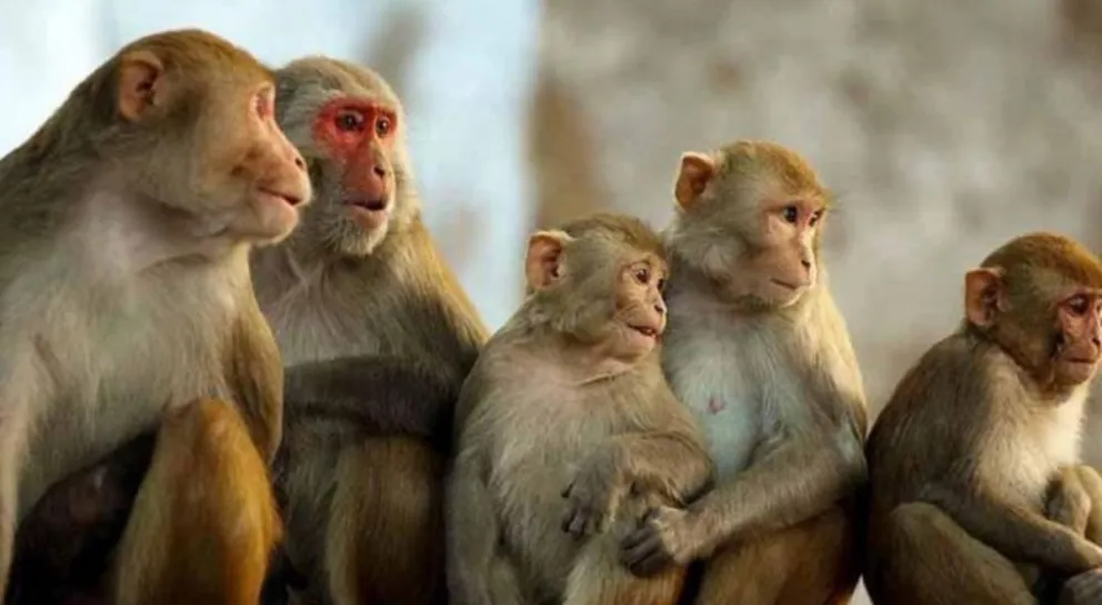 Monos mataron a ladrillazos a un anciano y la familia quiere hacerles un juicio