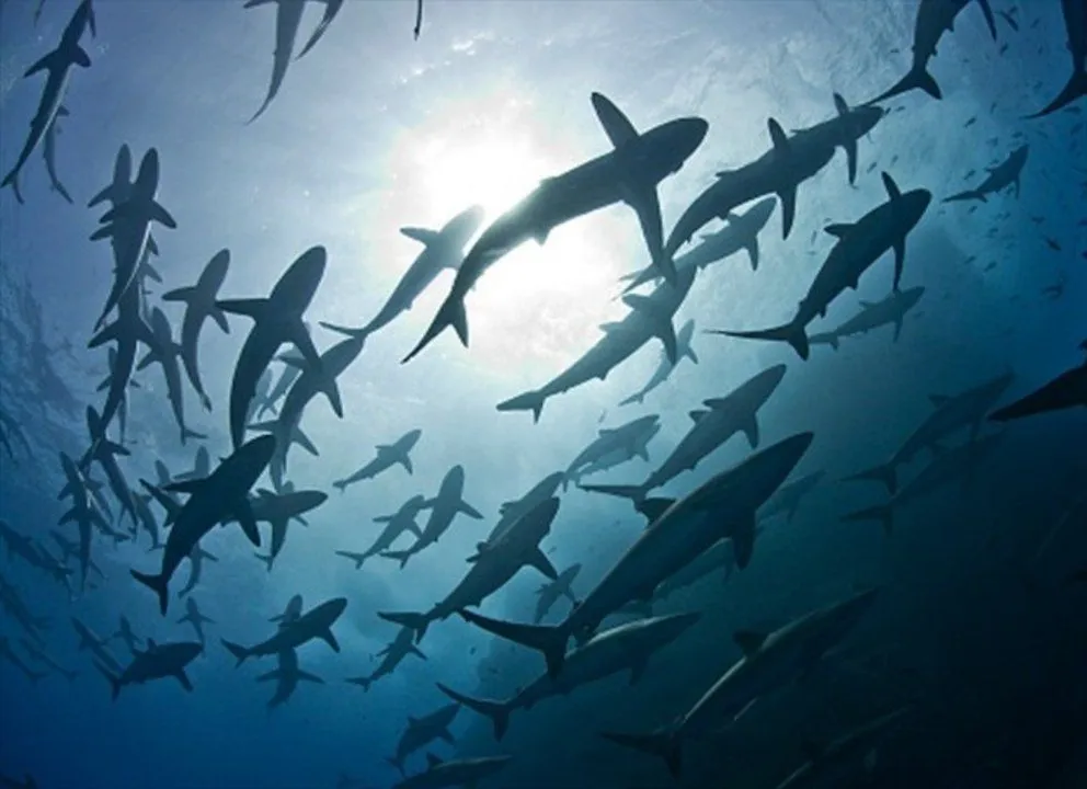 Mujer cae en estanque de tiburones justo cuando iban a ser alimentados.VIDEO