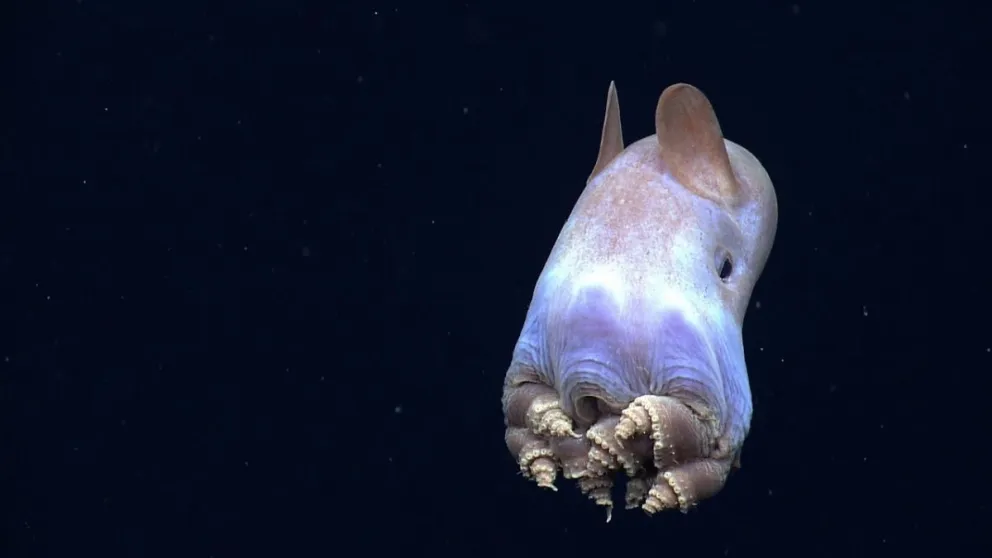 VIDEO: Filman a un "fantasmal" 'Pulpo Dumbo' en las profundidades del Pacífico