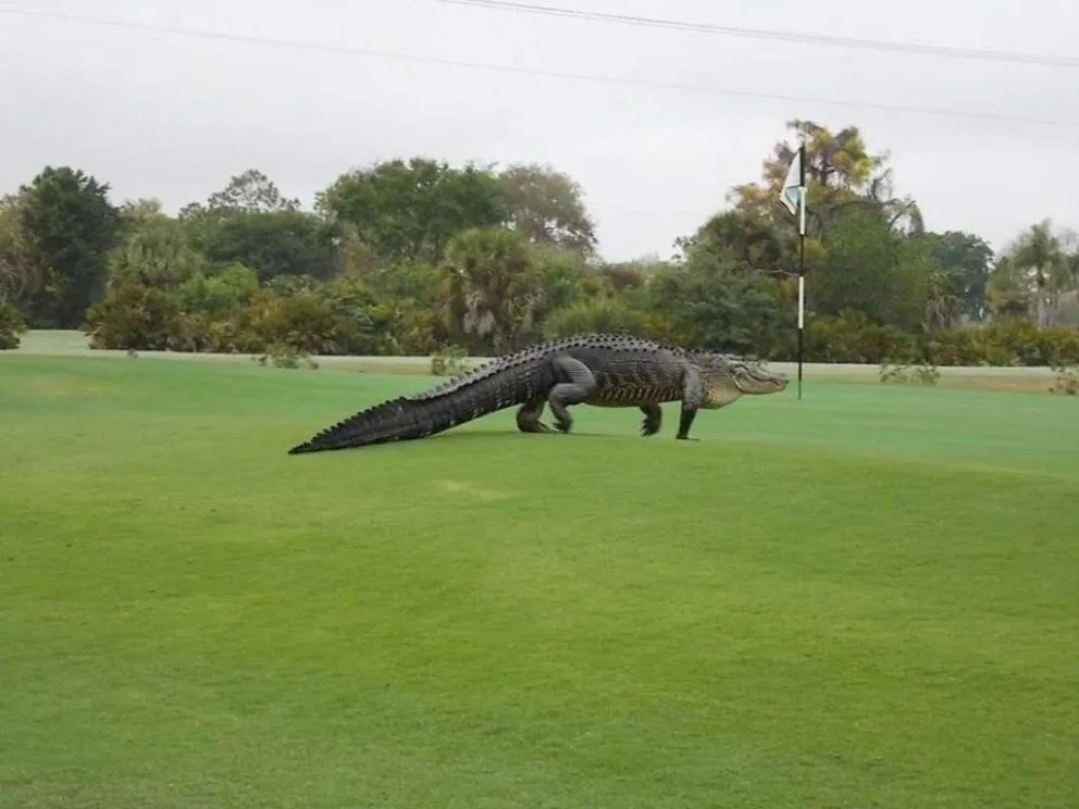 Un "monstruo" de casi 5 metros pasea por un campo de golf
