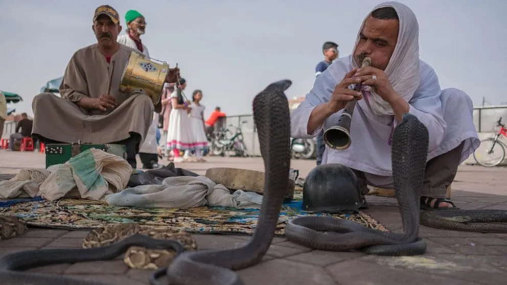 Un mono le roba la cobra a un encantador de serpientes en India [VIDEO]