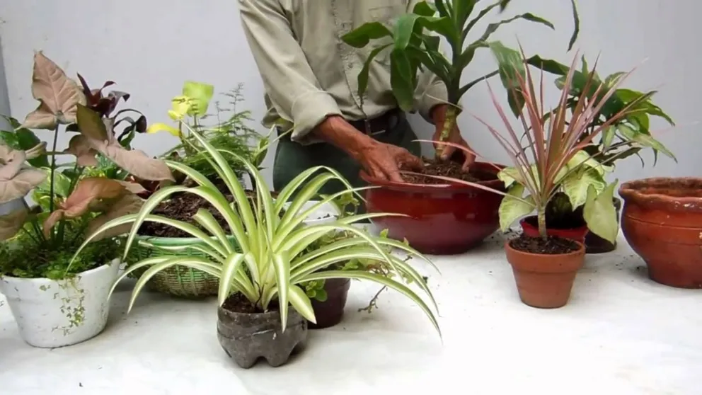 ¿Qué hacen tus plantas cuando no estás en casa? [VIDEO]