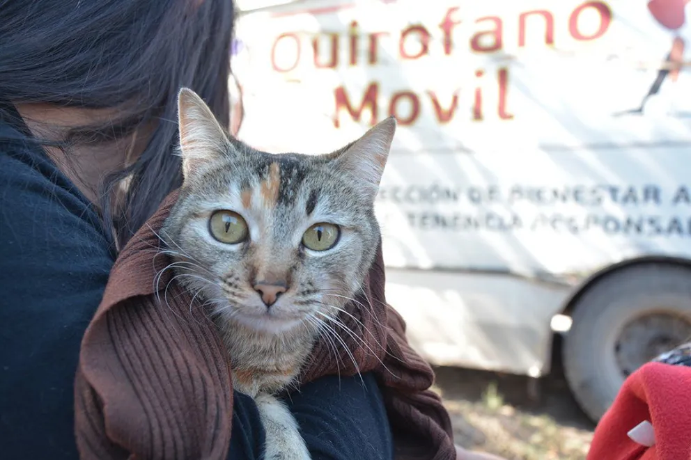 Mirá el cronograma de vacunaciones y castraciones para los amigos peludos