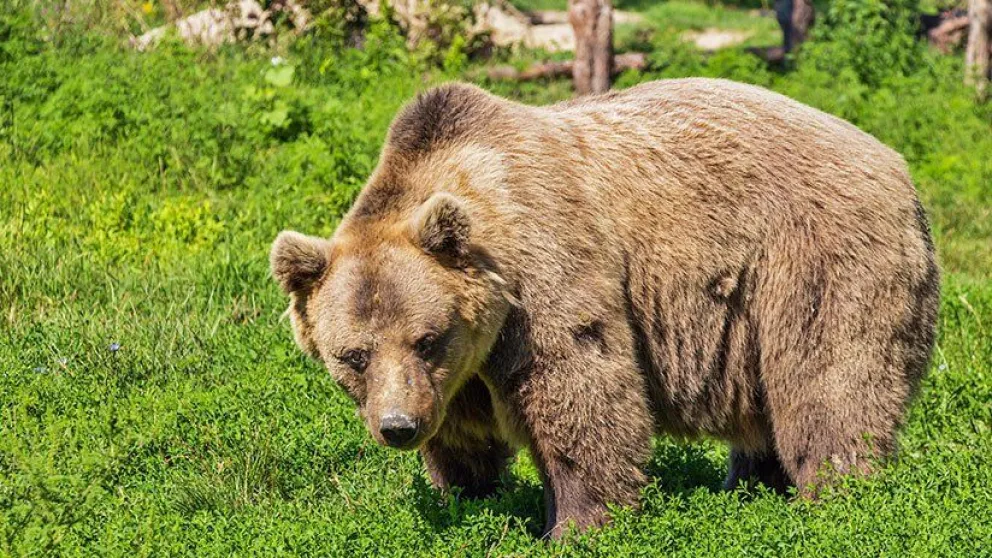 Un cazador ruso muere atacado por un oso que crió en su casa