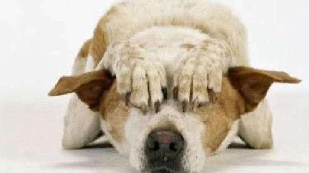 Por los perros: NO a la pirotecnia