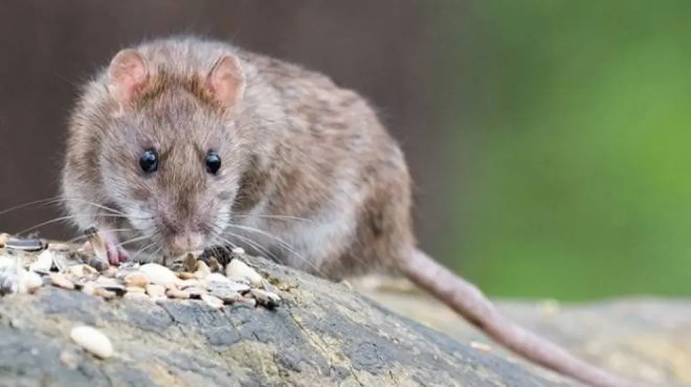 Cuidado: primero la salmonella, ahora el hantavirus