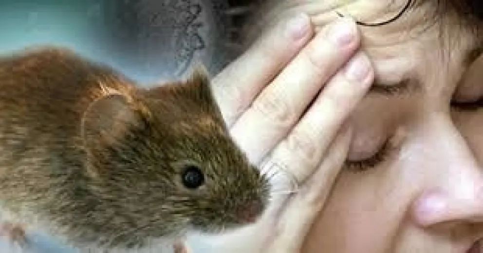 Alarma por brote de hantavirus que se contagia de persona a persona: más muertes