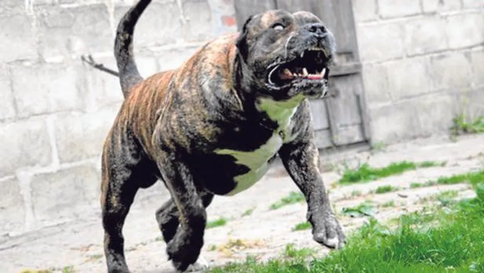 Perro atacó a toda la familia: el bebé se encuentra en grave estado