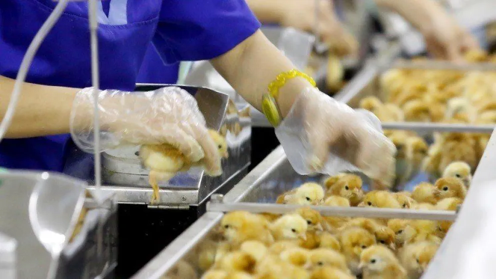 Huevos producidos por método que excluye la matanza de pollos salen a la venta