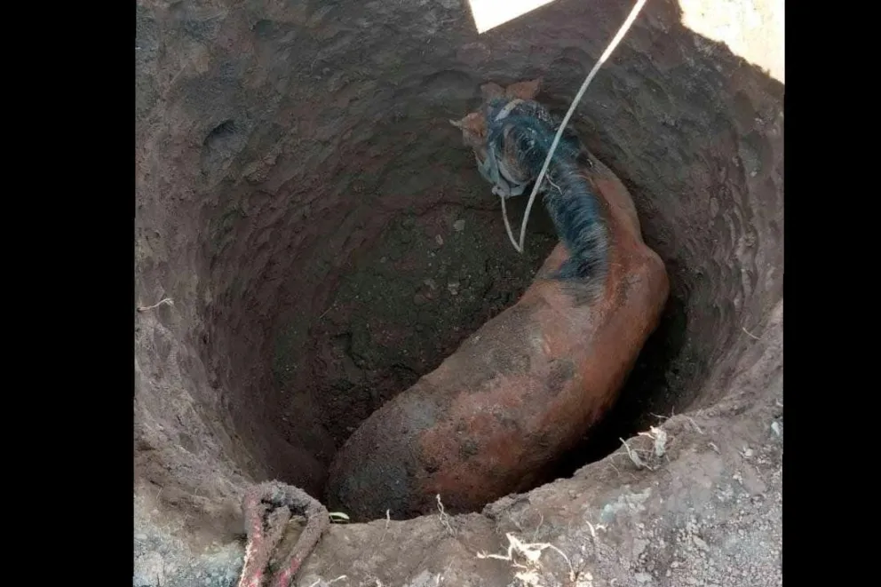 Un caballito en problemas en el fondo de un pozo