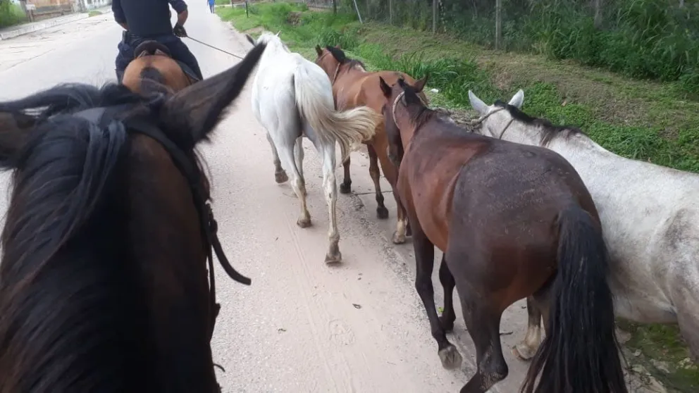 Animales sueltos: peligro para los transeúntes