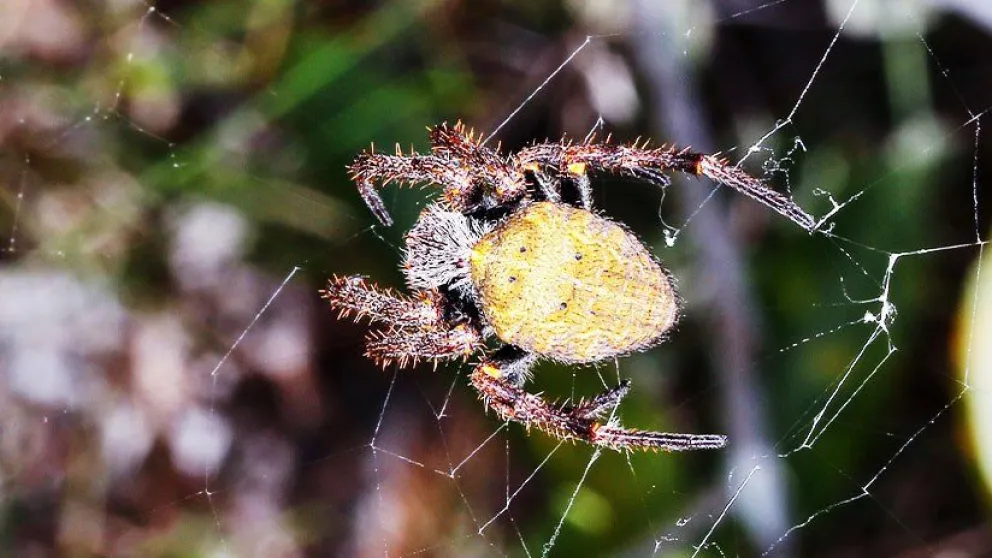 VIDEOS, FOTOS: Graban una espectacular 'lluvia de arañas' en Brasil