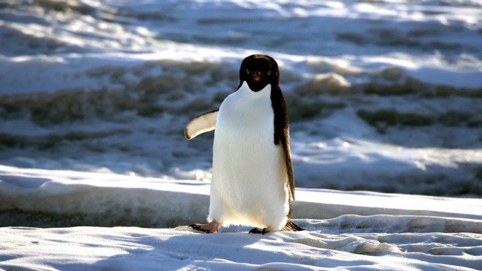 VIDEO: Un pingüino salta al estilo Indiana Jones para no quedar aislado en el hielo