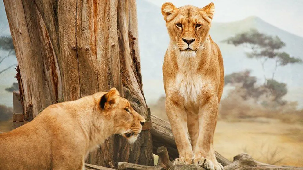 [VIDEO - FOTO] Alquilan casa turística donde los visitantes viven rodeados por más de 70 leones