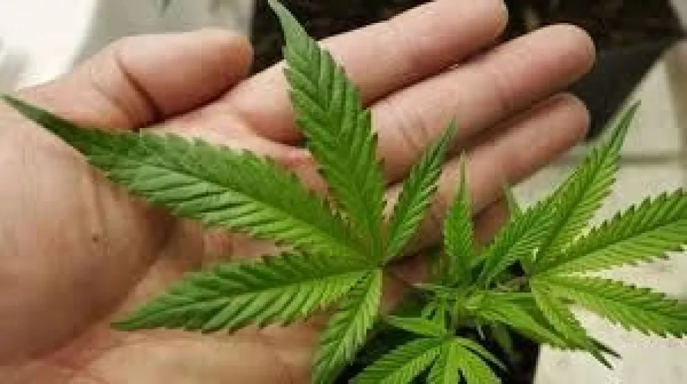 Cae joven que traficaba y tenía su propia producción