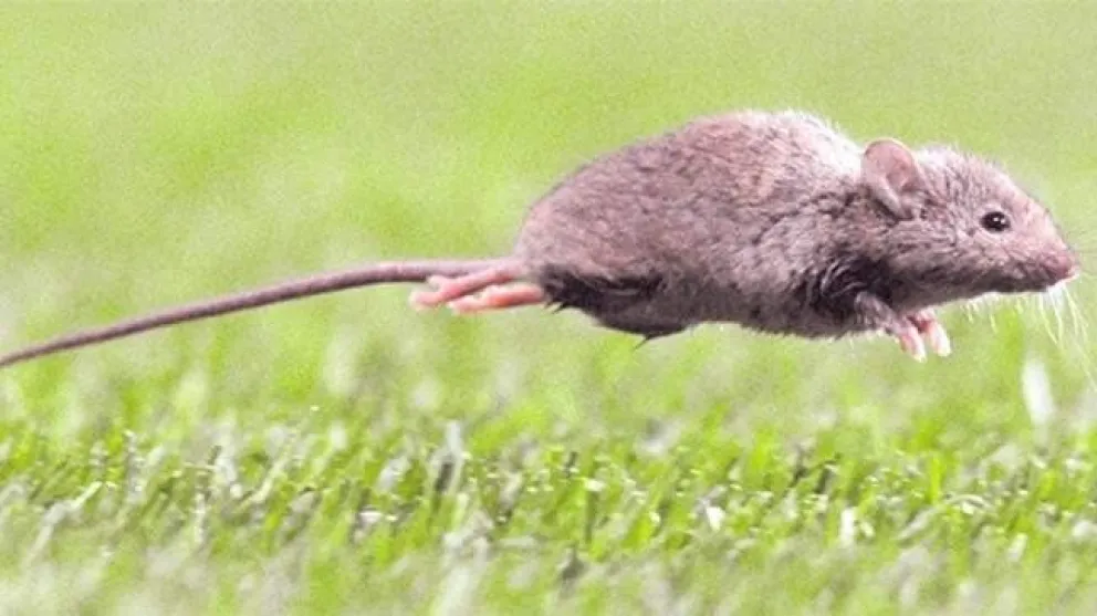 Alarmante: el hantavirus llegó a Salta. Un muerto